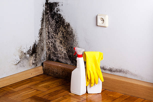 Best Mold Testing  in Chester, MD