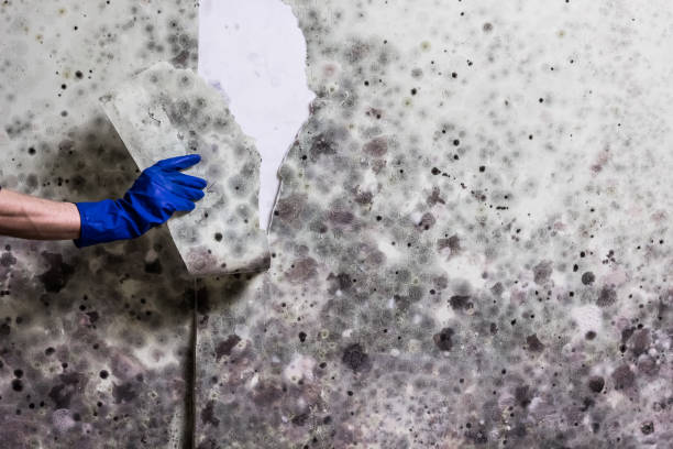 Best Residential Mold Removal  in Chester, MD